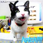 hatch!!!!はっちゃん日記 はっちゃん日記-(4)