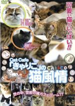 Cat Cafe「きゃりこ」の猫風情