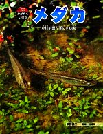 メダカ 小川や田んぼにすむ魚-(科学のアルバム・かがやくいのち10)