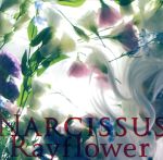 Narcissus