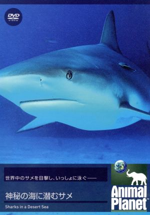 アニマル プラネット 神秘の海に潜むサメ 中古dvd 趣味 教養 ブックオフオンライン