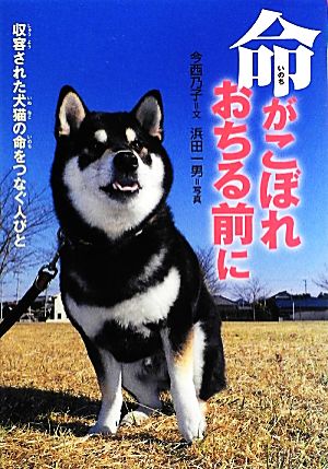 命がこぼれおちる前に収容された犬猫の命をつなぐ人びと 中古本 書籍 今西乃子 文 浜田一男 写真 ブックオフオンライン