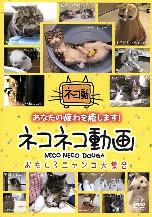 ネコネコ動画 おもしろニャンコ大集合 中古dvd 趣味 教養 金沢麻衣 ナレーション ブックオフオンライン ネコネコ動画 おもしろニャンコ大集合 中古dvd 趣味 教養 金沢麻衣 ナレーション ブックオフオンライン
